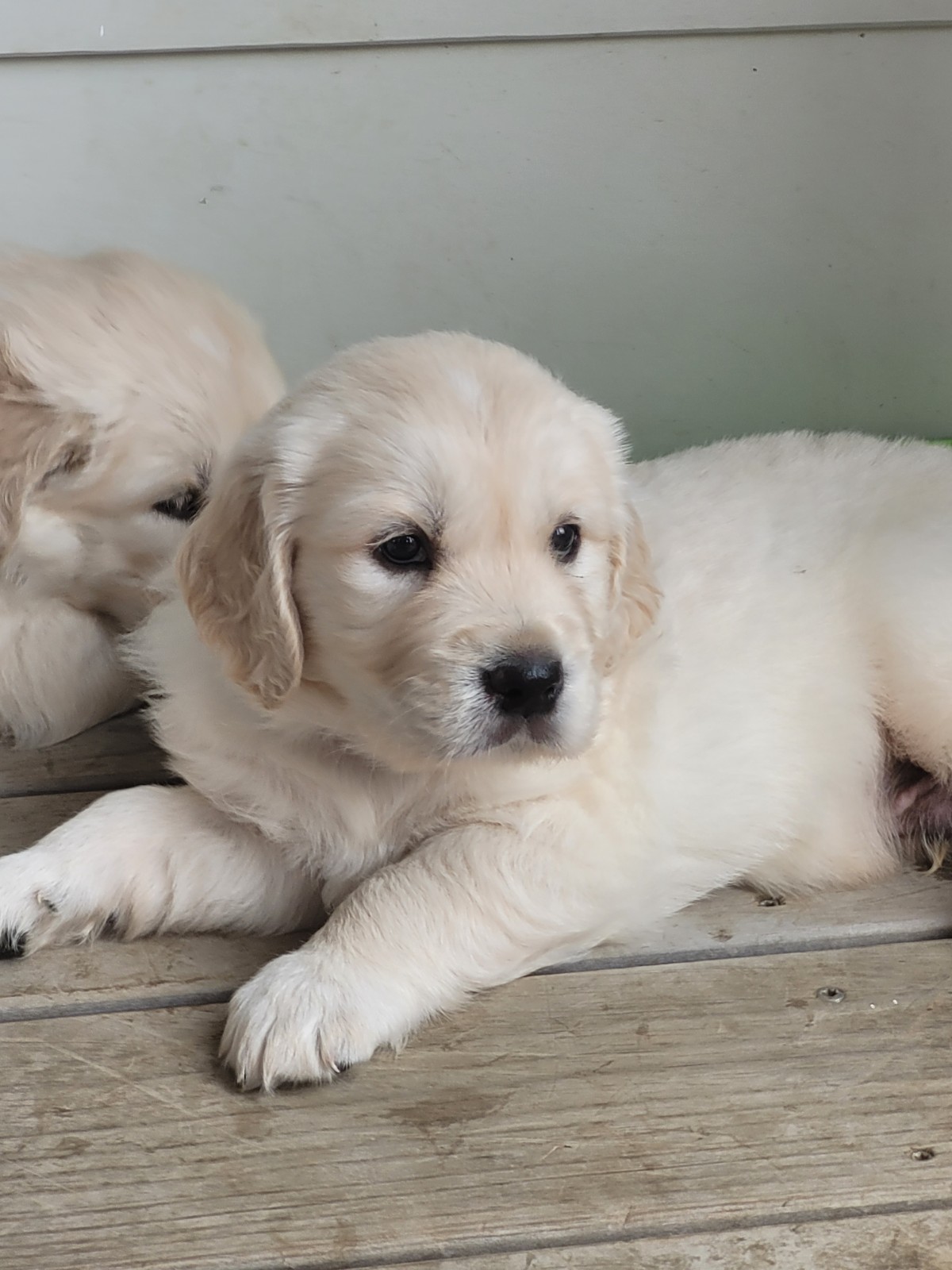 Love those eyebrows!!! - NZ Golden Retrievers